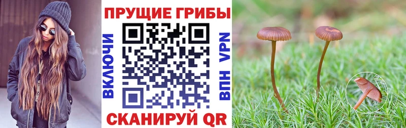 Псилоцибиновые грибы Cubensis  omg как зайти  Игра 